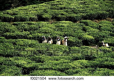 Sri Lanka, Badulla, tea plantation View Large Photo Image Picture - Sri Lanka, Badulla, tea plantation. Fotosearch