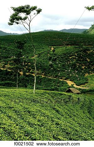 Sri Lanka, Pussellawa, tea plantation View Large Photo Image Stock Image - Sri Lanka, Pussellawa, tea plantation. Fotosearch