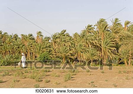 Stock Image - Sudan, Eastern Sahara, Soleib, peasant. Fotosearch