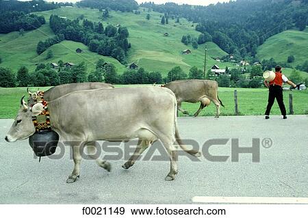 Switzerland, Apenzell, cows returning to the cowsheld View Large Photo Image Stock Photo - Switzerland, Apenzell, cows returning to the cowsheld. Fotosearch