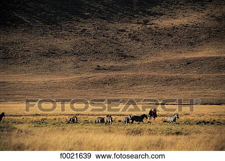 Tanzania, Ngorongoro reserve View Large Photo Image Stock Photo - Tanzania, Ngorongoro reserve. Fotosearch