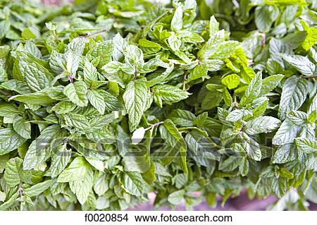 Tunisia, Tozeur, central market, mint leaves View Large Photo Image Picture - Tunisia, Tozeur, central market, mint leaves. Fotosearch