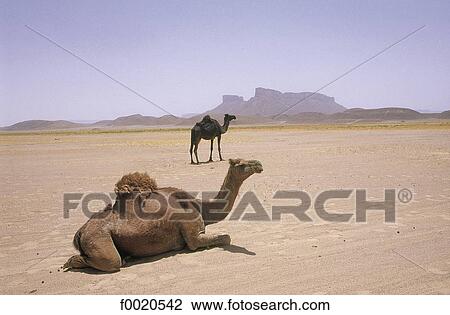 Yemen, desert of Ramlat as Sab'atayn View Large Photo Image Stock Image - Yemen, desert of Ramlat as Sab'atayn. Fotosearch