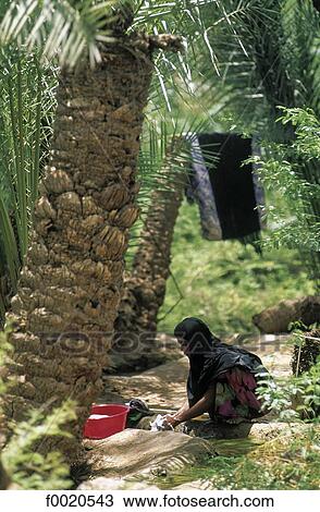Yemen, palm grove of Seyun, washing in the irrigation canal View Large Photo Image Stock Image - Yemen, palm grove of Seyun, washing in the irrigation canal. Fotosearch