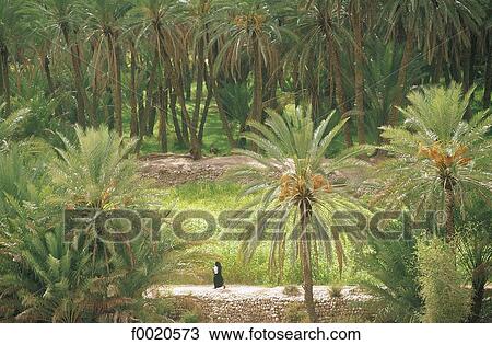 Yemen, Wadi do'an, palm grove View Large Photo Image Stock Image - Yemen, Wadi do'an, palm grove. Fotosearch