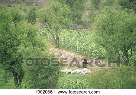 Stock Image - Yemen, Wadi Lissan, breeding. Fotosearch
