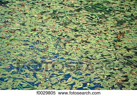 Stock Photography - Aquatic plant on the surface of a strech of water. Fotosearch