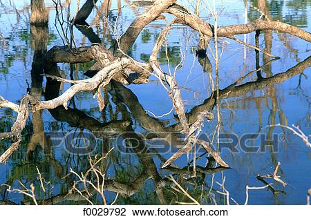 Australia, Kinchega National Park, dead tree in a lake, detail of roots View Large Photo Image Stock Image - Australia, Kinchega National Park, dead tree in a lake, detail of roots. Fotosearch