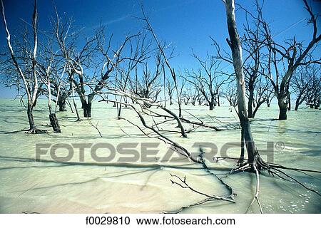 Australia, Kinchega National Park, dead trees in a lake View Large Photo Image Stock Image - Australia, Kinchega National Park, dead trees in a lake. Fotosearch
