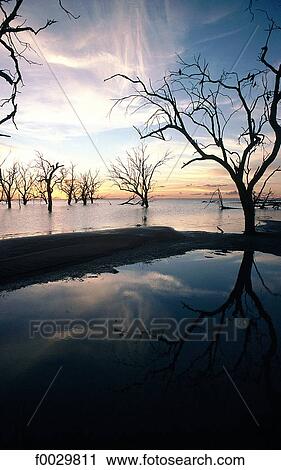 Australia, Kinchega National Park, dead trees in a lake, sunset View Large Photo Image Stock Image - Australia, Kinchega National Park, dead trees in a lake, sunset. Fotosearch