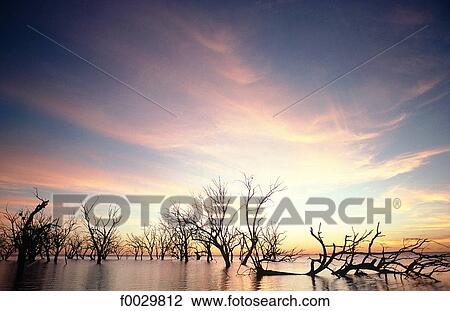 Stock Image - Australia, Kinchega National Park, dead trees in a lake, sunset. Fotosearch
