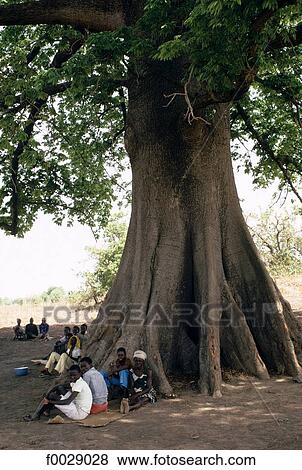 Burkina Faso, Ceiba tree View Large Photo Image Stock Photo - Burkina Faso, Ceiba tree. Fotosearch