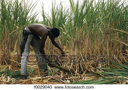 Burkina Faso, harveting sugar cane View Large Photo Image Stock Image - Burkina Faso, harveting sugar cane. Fotosearch