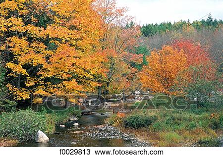Canada, Nova Scotia, forest and steam at fall View Large Photo Image Stock Image - Canada, Nova Scotia, forest and steam at fall. Fotosearch