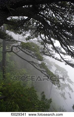 China, Anhui, Huangshan mountains View Large Photo Image Stock Image - China, Anhui, Huangshan mountains. Fotosearch
