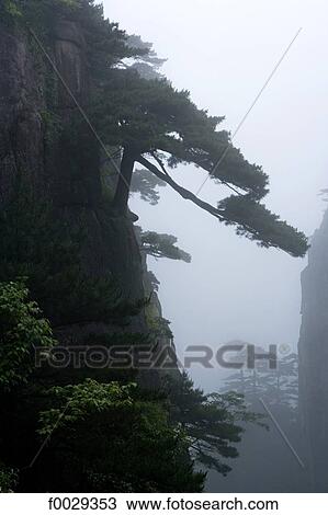 Stock Image - China, Anhui, Huangshan mountains. Fotosearch