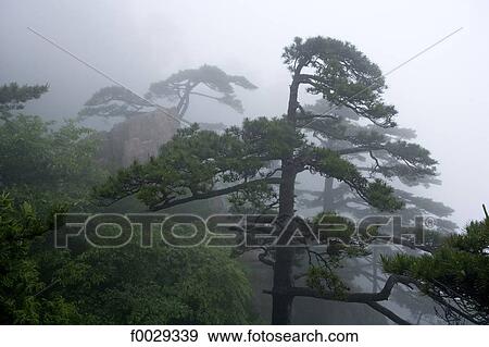 Stock Photo - China, Anhui, Huangshan mountains. Fotosearch