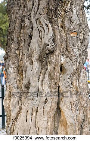 China, Beijing, Forbidden City, tree trunk View Large Photo Image Picture - China, Beijing, Forbidden City, tree trunk. Fotosearch