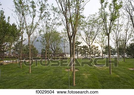 China, Beijing, garden of the opera house, young trees View Large Photo Image Picture - China, Beijing, garden of the opera house, young trees. Fotosearch