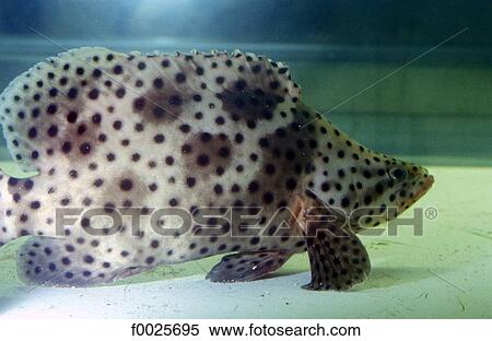 Stock Photography - China, Hong Kong, tropical fish. Fotosearch