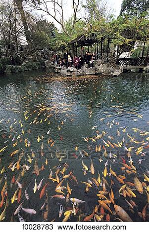 China, Jiangsu, Suzhou, Lu garden, red fishes View Large Photo Image Stock Image - China, Jiangsu, Suzhou, Lu garden, red fishes. Fotosearch