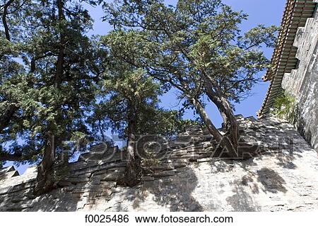 China, near Beijing, Ming Dynasty Tombs, Changling Tomb, trees growing in an unusual way on the walls View Large Photo Image Stock Photograph - China, near Beijing, Ming Dynasty Tombs, Changling Tomb, trees growing in an unusual way on the walls. Fotosearch