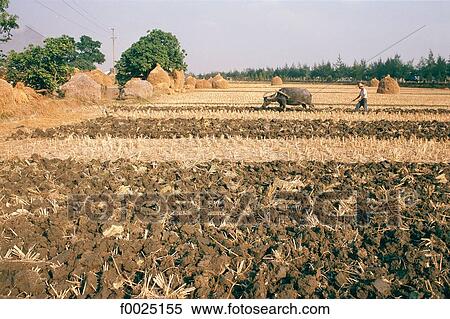 China, near Guangzhou, Siao Shui, field ploughing View Large Photo Image Stock Photography - China, near Guangzhou, Siao Shui, field ploughing. Fotosearch