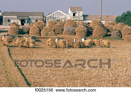 China, near Guangzhou, Siao Shui, peasants carrying hay View Large Photo Image Stock Photograph - China, near Guangzhou, Siao Shui, peasants carrying hay. Fotosearch