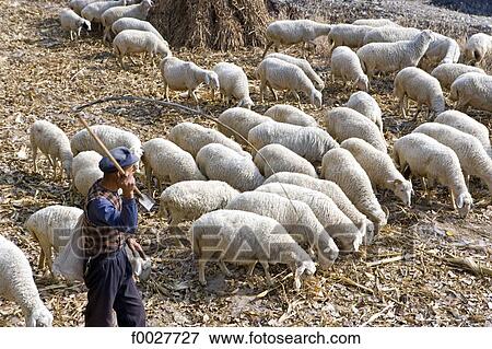 China, Shanxi province, Tian Ja Lun, shepherd and his herd View Large Photo Image Stock Photo - China, Shanxi province, Tian Ja Lun, shepherd and his herd. Fotosearch