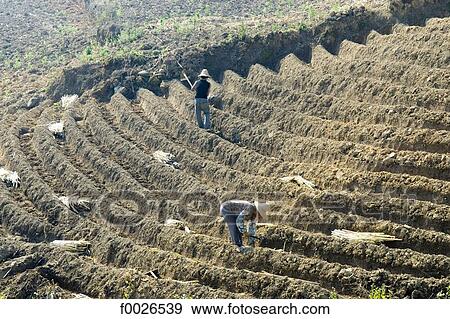 China, Yunnan, between Lincang and Cangyuan, sugarcan plantation View Large Photo Image Stock Photo - China, Yunnan, between Lincang and Cangyuan, sugarcan plantation. Fotosearch