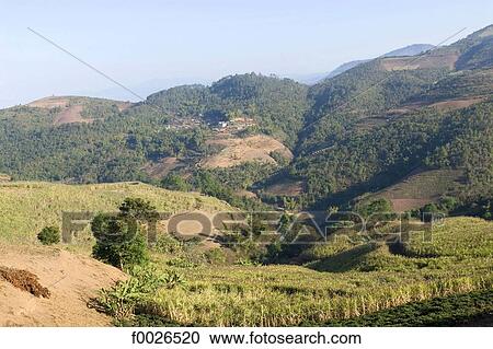 China, Yunnan, between Menghai and Lancang, tea plantation View Large Photo Image Stock Image - China, Yunnan, between Menghai and Lancang, tea plantation. Fotosearch