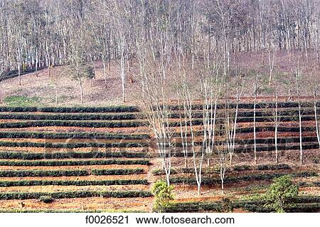 China, Yunnan, between Menghai and Lancang, tea and hevea plantation View Large Photo Image Stock Image - China, Yunnan, between Menghai and Lancang, tea and hevea plantation. Fotosearch