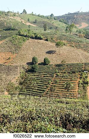 China, Yunnan, between Menghai and Lancang, tea plantation View Large Photo Image Stock Image - China, Yunnan, between Menghai and Lancang, tea plantation. Fotosearch