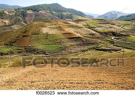 Stock Image - China, Yunnan, between Menghai and Lancang, tea plantation. Fotosearch