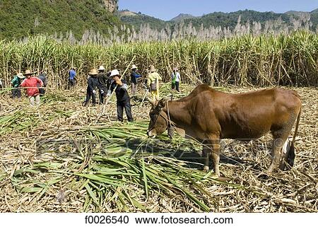 China, Yunnan, near Cangyuan, sugarcan harvest View Large Photo Image Stock Image - China, Yunnan, near Cangyuan, sugarcan harvest. Fotosearch