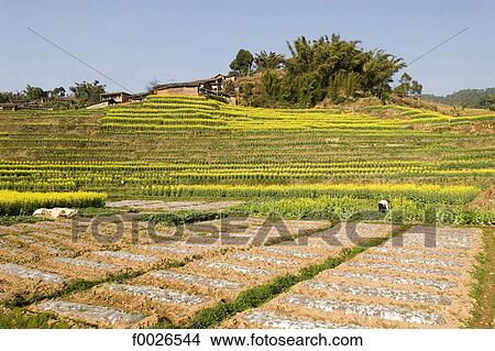 China, Yunnan, near Lincang, cultivated fields View Large Photo Image Picture - China, Yunnan, near Lincang, cultivated fields. Fotosearch