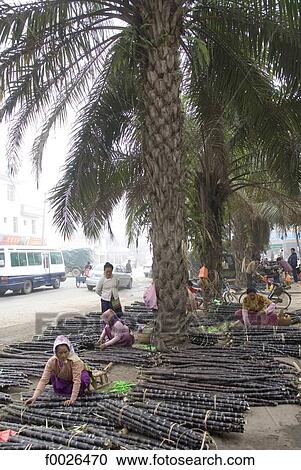Stock Image - China, Yunnan, Xishuangbanna, near Jinghong, sugarcanes. Fotosearch