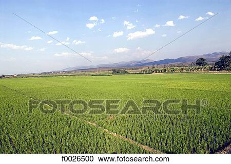 China, Yunnan, Xishuangbanna, near Damenglong, ricefield View Large Photo Image Stock Image - China, Yunnan, Xishuangbanna, near Damenglong, ricefield. Fotosearch