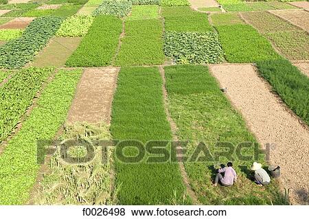 China, Yunnan, Xishuangbanna, near Damenglong, cultivated fields View Large Photo Image Stock Photo - China, Yunnan, Xishuangbanna, near Damenglong, cultivated fields. Fotosearch