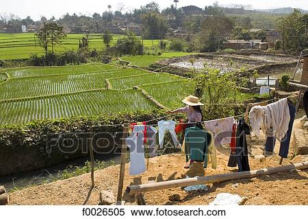 China, Yunnan, Xishuangbanna, near Damenglong, ricefields View Large Photo Image Stock Photography - China, Yunnan, Xishuangbanna, near Damenglong, ricefields. Fotosearch