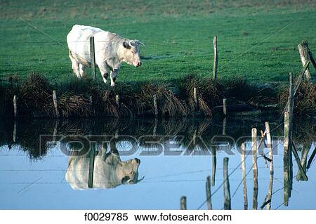 Stock Photography - Cow being reflected on a stretch of water. Fotosearch