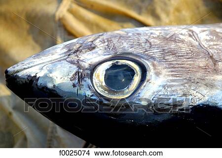 Cyprus, Paphos, close-up of a fish View Large Photo Image Picture - Cyprus, Paphos, close-up of a fish. Fotosearch
