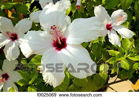 Stock Photo - Cyprus, Paphos, Hibiscus flowers. Fotosearch