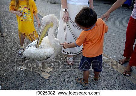 Cyprus, Paphos, seafront promenade, child with a pelican View Large Photo Image Stock Image - Cyprus, Paphos, seafront promenade, child with a pelican. Fotosearch