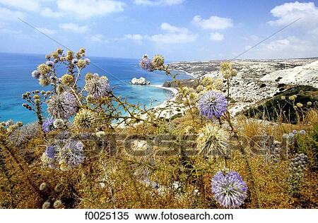 Stock Photography - Cyprus, Petra Tou Romiou, coastal landscape. Fotosearch
