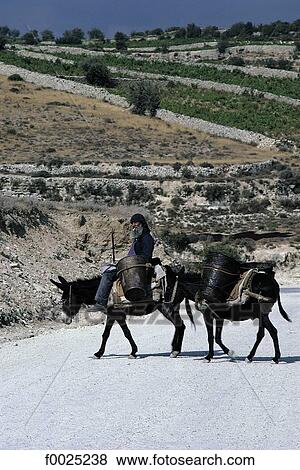 Cyprus, road to Omodos, donkey riding View Large Photo Image Stock Photo - Cyprus, road to Omodos, donkey riding. Fotosearch