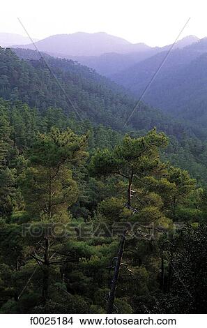 Cyprus, Troodos Mountains, Cedar Valley View Large Photo Image Picture - Cyprus, Troodos Mountains, Cedar Valley. Fotosearch