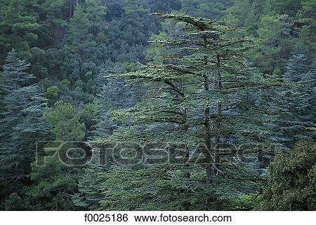 Cyprus, Troodos Mountains, Cedar Valley View Large Photo Image Stock Photograph - Cyprus, Troodos Mountains, Cedar Valley. Fotosearch