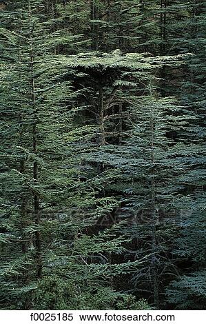 Cyprus, Troodos Mountains, Cedar Valley View Large Photo Image Stock Photography - Cyprus, Troodos Mountains, Cedar Valley. Fotosearch