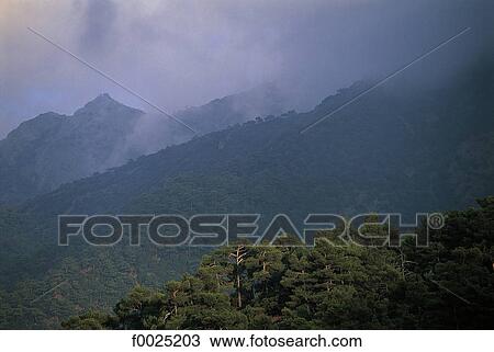 Stock Image - Cyprus, Troodos Mountains, Solea Valley, forest. Fotosearch